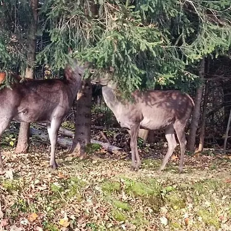 Raj Zakopane